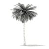 Coconut Palm Tree 3D Model 9m (11012) - Image 6