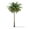 Coconut Palm Tree 3D Model 9m (11012) - Image 7
