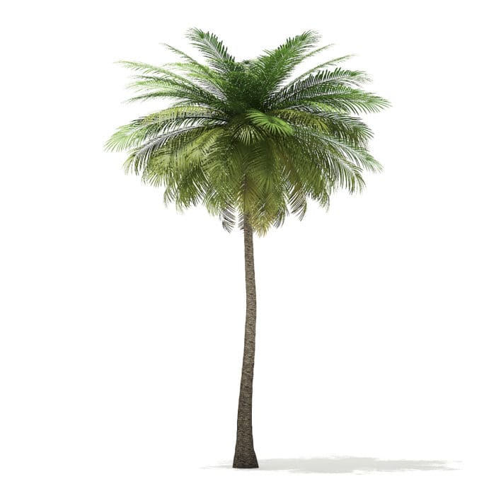 Coconut Palm Tree 3D Model 9m