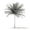 Coconut Palm Tree 3D Model 6m (11013) - Image 2