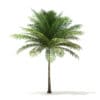 Coconut Palm Tree 3D Model 6m (11013) - Image 3