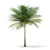 Coconut Palm Tree 3D Model 6m (11013) - Image 5