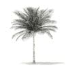 Coconut Palm Tree 3D Model 6m (11013) - Image 6