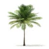 Coconut Palm Tree 3D Model 6m (11013) - Image 7