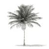 Coconut Palm Tree 3D Model 6m (11013) - Image 8