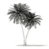 Coconut Palm Tree 3D Model 9.5m (11014) - Image 2