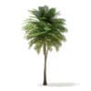 Coconut Palm Tree 3D Model 9.5m (11014) - Image 3