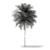 Coconut Palm Tree 3D Model 9.5m (11014) - Image 4