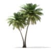 Coconut Palm Tree 3D Model 9.5m (11014) - Image 5