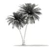 Coconut Palm Tree 3D Model 9.5m (11014) - Image 6