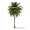 Coconut Palm Tree 3D Model 9.5m (11014) - Image 7