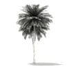Coconut Palm Tree 3D Model 9.5m (11014) - Image 8
