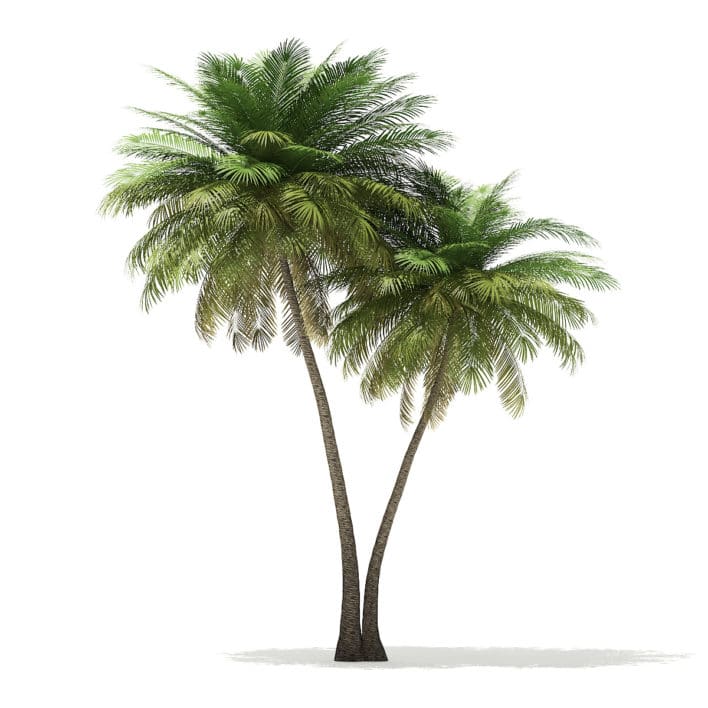 Coconut Palm Tree 3D Model 9.5m