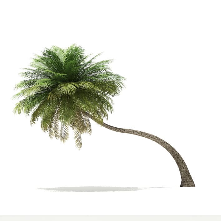Coconut Palm Tree 3D Model 6.5m