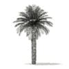 Date Palm Tree 3D Model 7m (11016) - Image 2