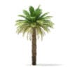Date Palm Tree 3D Model 7m (11016) - Image 3