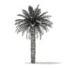 Date Palm Tree 3D Model 7m (11016) - Image 4