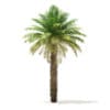 Date Palm Tree 3D Model 7m (11016) - Image 5