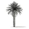 Date Palm Tree 3D Model 7m (11016) - Image 6