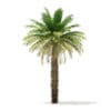 Date Palm Tree 3D Model 7m (11016) - Image 7