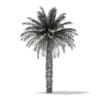 Date Palm Tree 3D Model 7m (11016) - Image 8