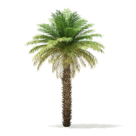 Date Palm Tree 3D Model 7m