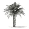 Date Palm Tree 3D Model 5m (11017) - Image 2