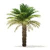 Date Palm Tree 3D Model 5m (11017) - Image 3