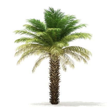 Date Palm Tree 3D Model 5m