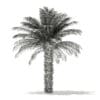 Date Palm Tree 3D Model 5m (11017) - Image 4