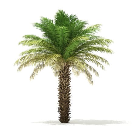 Date Palm Tree 3D Model 5m