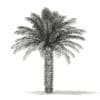 Date Palm Tree 3D Model 5m (11017) - Image 6