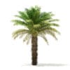 Date Palm Tree 3D Model 5m (11017) - Image 7