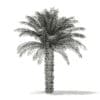 Date Palm Tree 3D Model 5m (11017) - Image 8