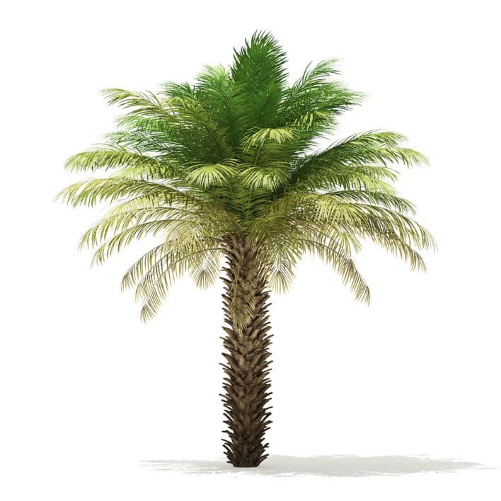 Date Palm Tree 3D Model 5m