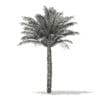 Date Palm Tree 3D Model 5m (11018) - Image 2