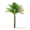 Date Palm Tree 3D Model 5m (11018) - Image 3