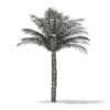 Date Palm Tree 3D Model 5m (11018) - Image 4