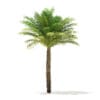 Date Palm Tree 3D Model 5m (11018) - Image 5