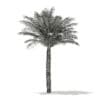 Date Palm Tree 3D Model 5m (11018) - Image 6