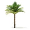 Date Palm Tree 3D Model 5m (11018) - Image 7