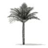 Date Palm Tree 3D Model 5m (11018) - Image 8