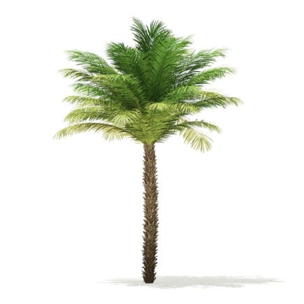 Date Palm Tree 3D Model 5m