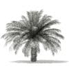 Date Palm Tree 3D Model 4m (11019) - Image 2