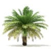 Date Palm Tree 3D Model 4m (11019) - Image 3