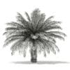 Date Palm Tree 3D Model 4m (11019) - Image 4
