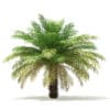 Date Palm Tree 3D Model 4m (11019) - Image 5