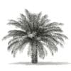 Date Palm Tree 3D Model 4m (11019) - Image 6