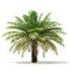 Date Palm Tree 3D Model 4m (11019) - Image 7