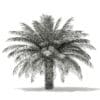 Date Palm Tree 3D Model 4m (11019) - Image 8
